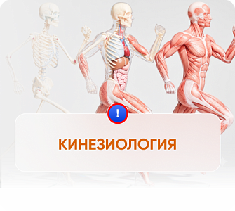 Кинезиология