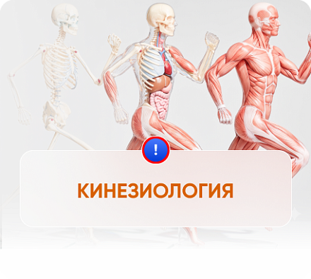 Кинезиология